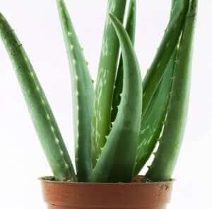 An aloe vera plant in a pot