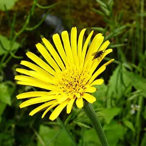 Arnica flower in bloom