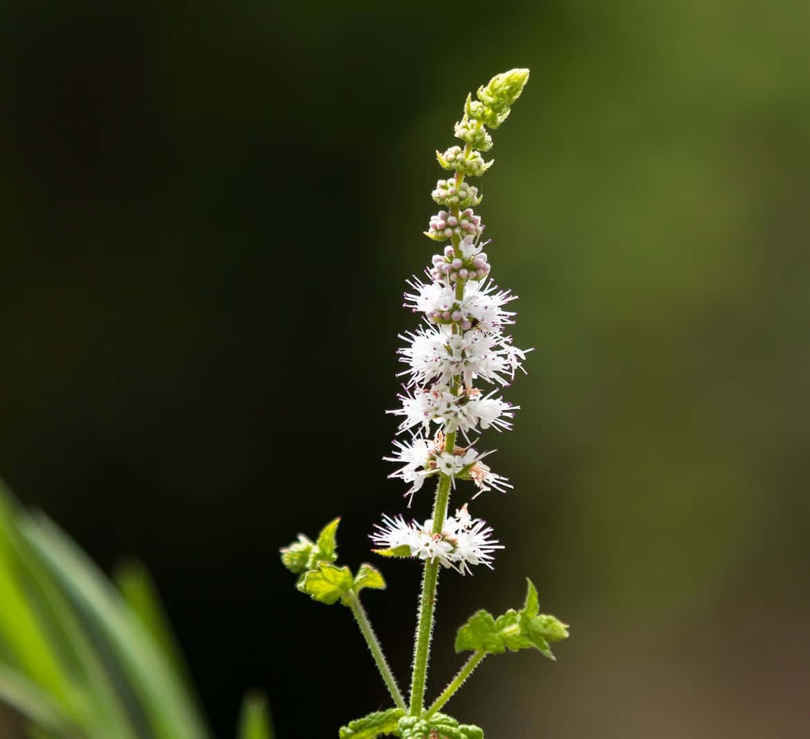 Black Cohosh in flower
