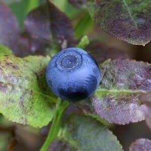 Bilberry plant