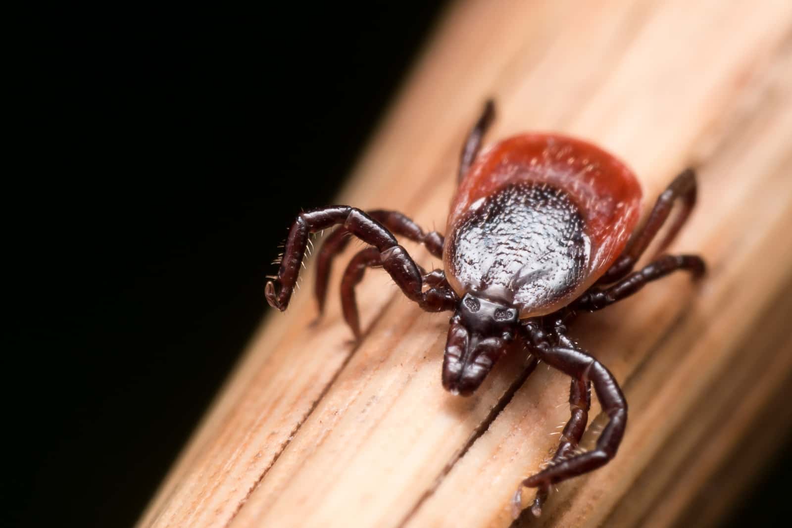 Adult female deer tick crawling on piece of straw. Preventing tick bites is a good approach to avoiding Lyme disease