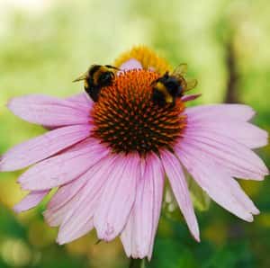 Echinacea Purpurea with bees