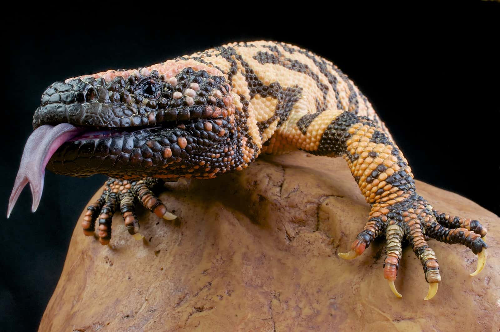 Research on the Gila monster led to changes in the way we treat diabetes