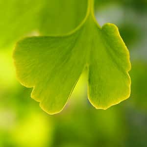 A ginkgo leaf