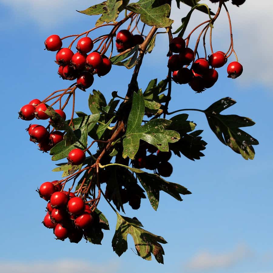 Hawthorn berries