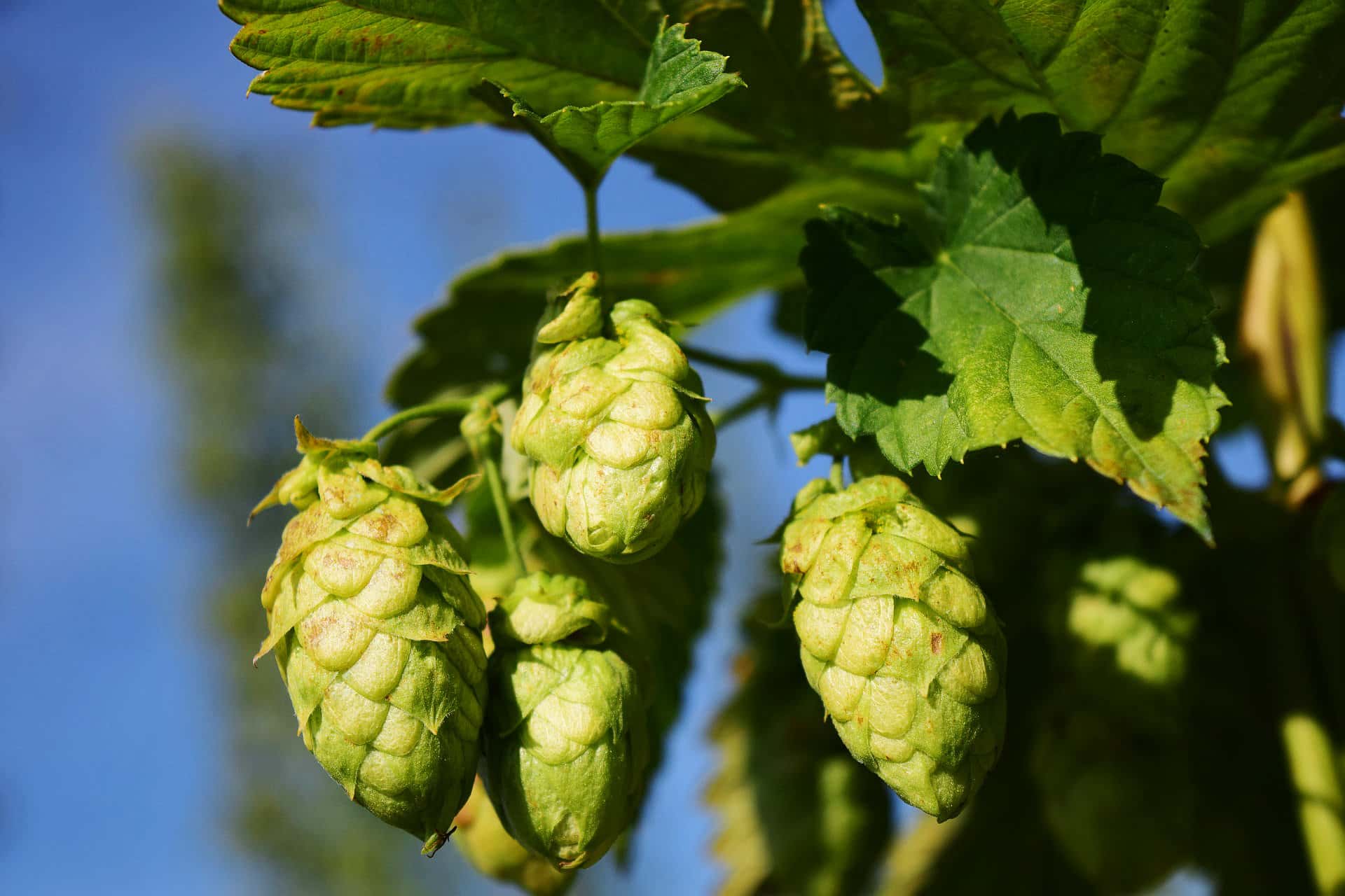 Hops plants
