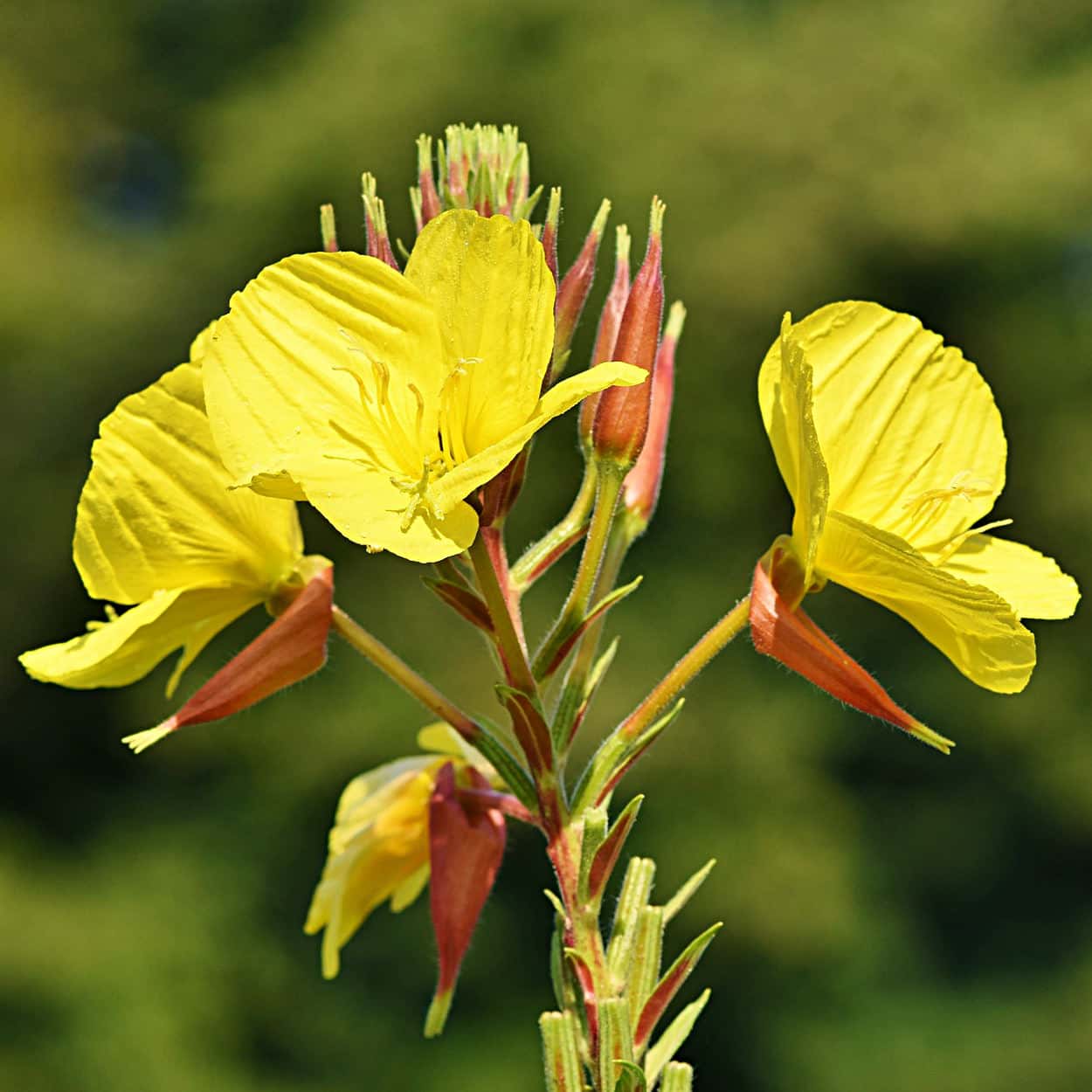Pink evening primrose flowers