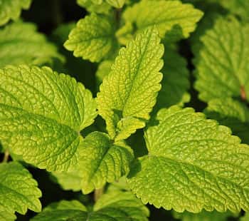 Lemon balm plant (Melissa officinalis)