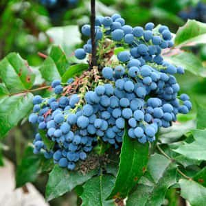 Mahonia aquifolium (Oregon-grape or Oregon grape) is a species of flowering plant in the family Berberidaceae, native to western North America, source of berberine