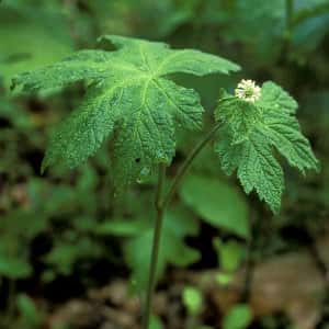 Goldenseal plant